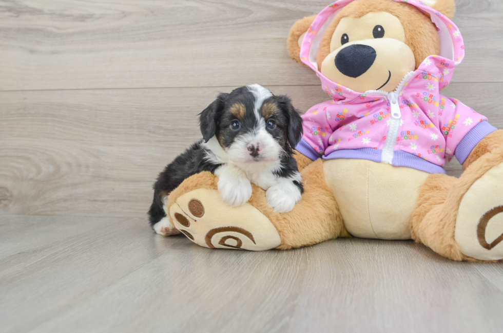 6 week old Mini Aussiedoodle Puppy For Sale - Florida Fur Babies