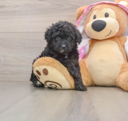 8 week old Mini Aussiedoodle Puppy For Sale - Florida Fur Babies