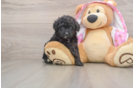 Hypoallergenic Aussiepoo Poodle Mix Puppy