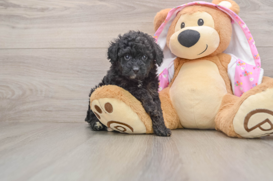 Hypoallergenic Aussiepoo Poodle Mix Puppy