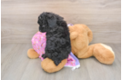 Playful Aussiepoo Poodle Mix Puppy