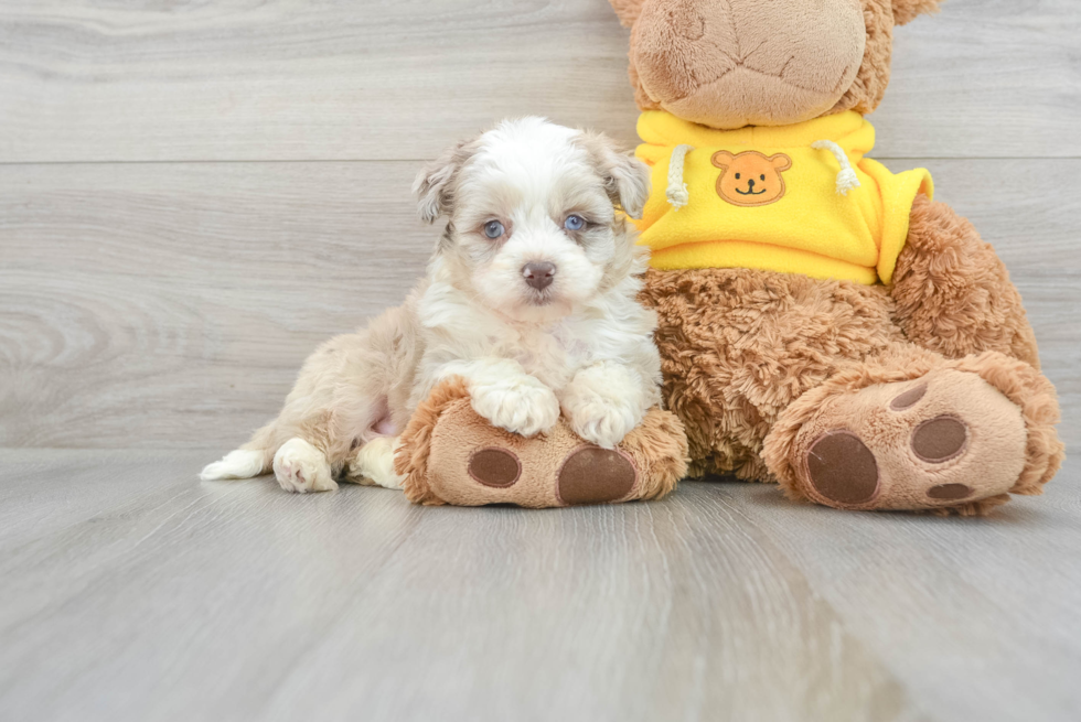 Adorable Aussiepoo Poodle Mix Puppy