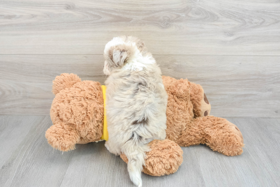 Playful Aussiepoo Poodle Mix Puppy