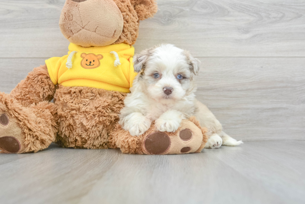 Mini Aussiedoodle Puppy for Adoption