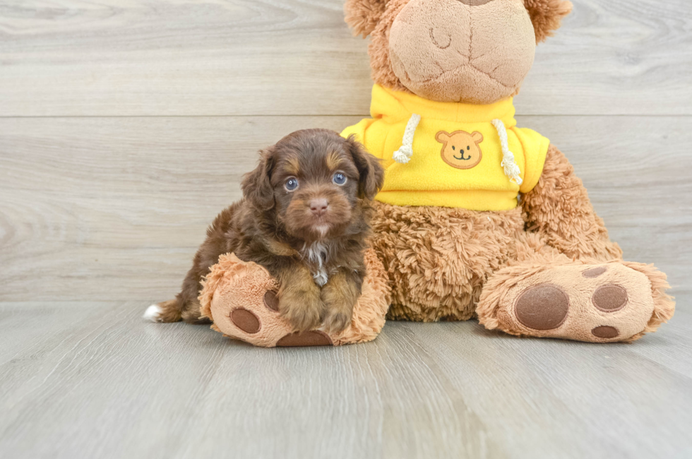 5 week old Mini Aussiedoodle Puppy For Sale - Florida Fur Babies