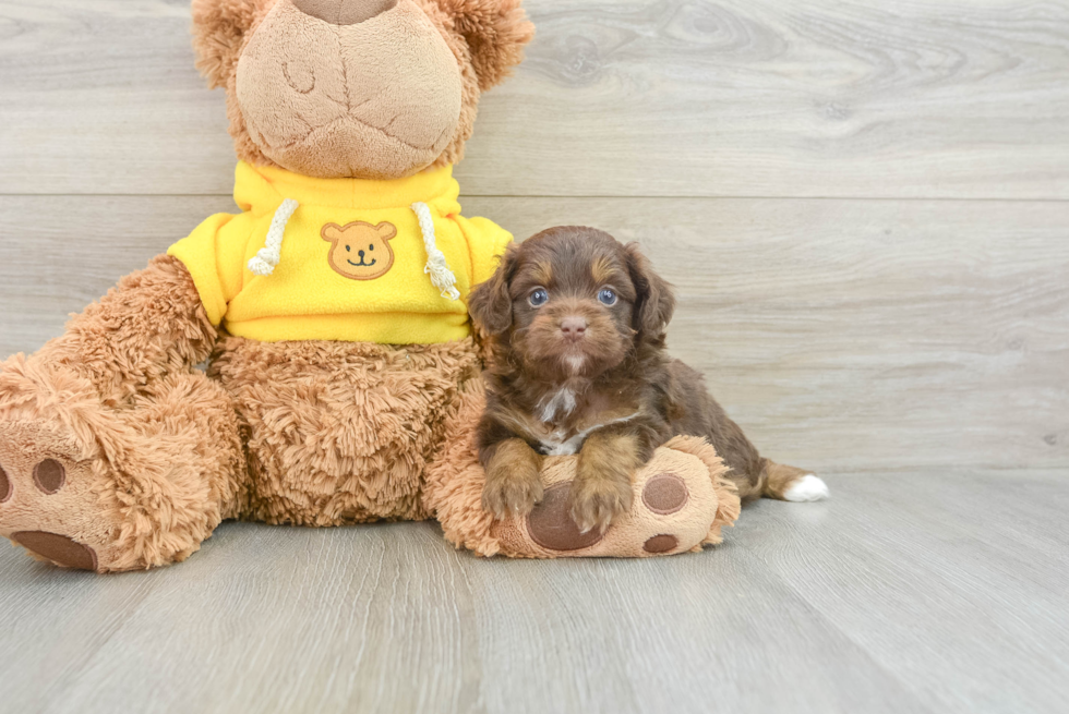 Mini Aussiedoodle Puppy for Adoption