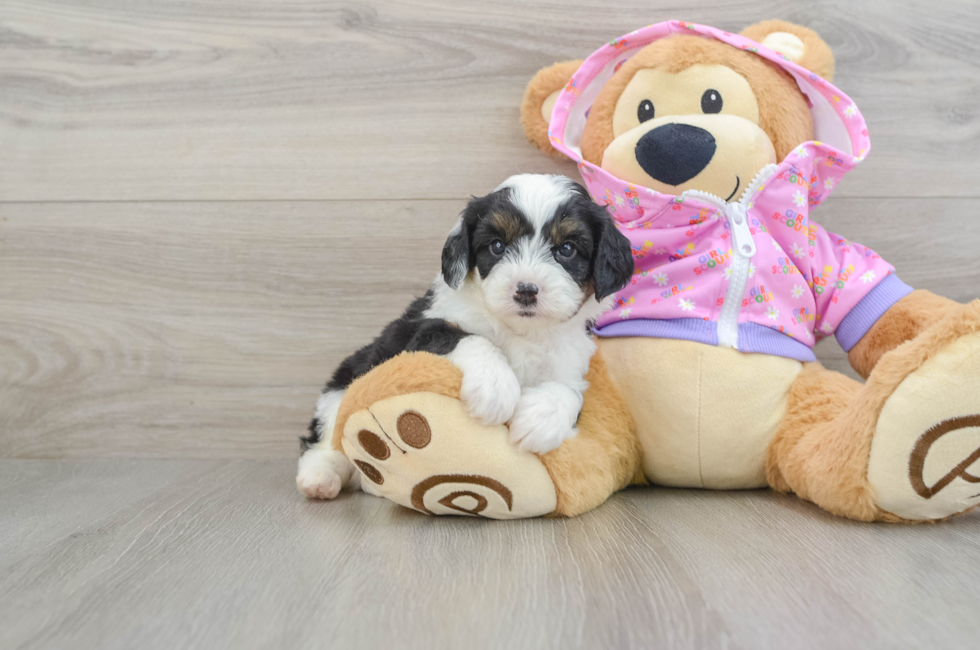 6 week old Mini Aussiedoodle Puppy For Sale - Florida Fur Babies