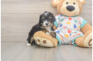Mini Aussiedoodle Puppy for Adoption