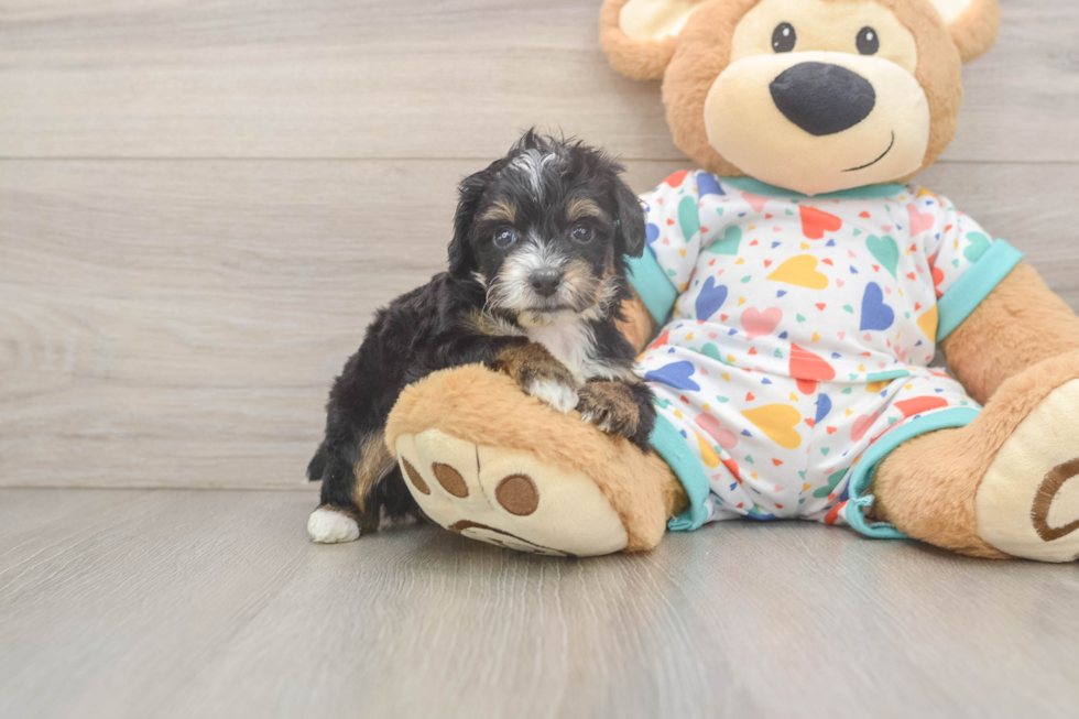 Mini Aussiedoodle Puppy for Adoption