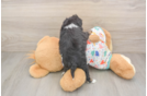 Mini Aussiedoodle Puppy for Adoption