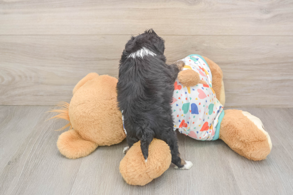 Mini Aussiedoodle Puppy for Adoption