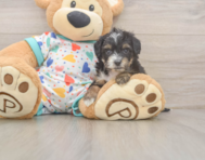 8 week old Mini Aussiedoodle Puppy For Sale - Florida Fur Babies