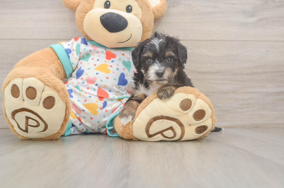 5 week old Mini Aussiedoodle Puppy For Sale - Florida Fur Babies