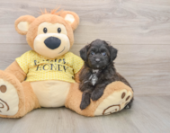 8 week old Mini Aussiedoodle Puppy For Sale - Florida Fur Babies