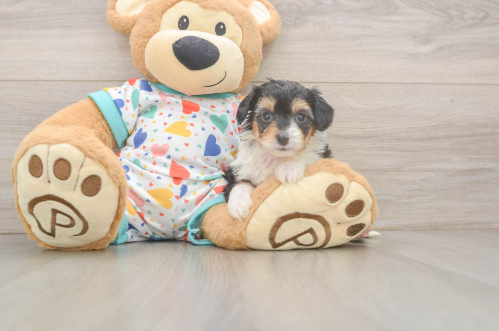 5 week old Mini Aussiedoodle Puppy For Sale - Florida Fur Babies