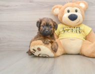 7 week old Mini Aussiedoodle Puppy For Sale - Florida Fur Babies