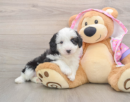7 week old Mini Aussiedoodle Puppy For Sale - Florida Fur Babies