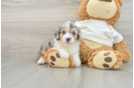 Mini Aussiedoodle Pup Being Cute