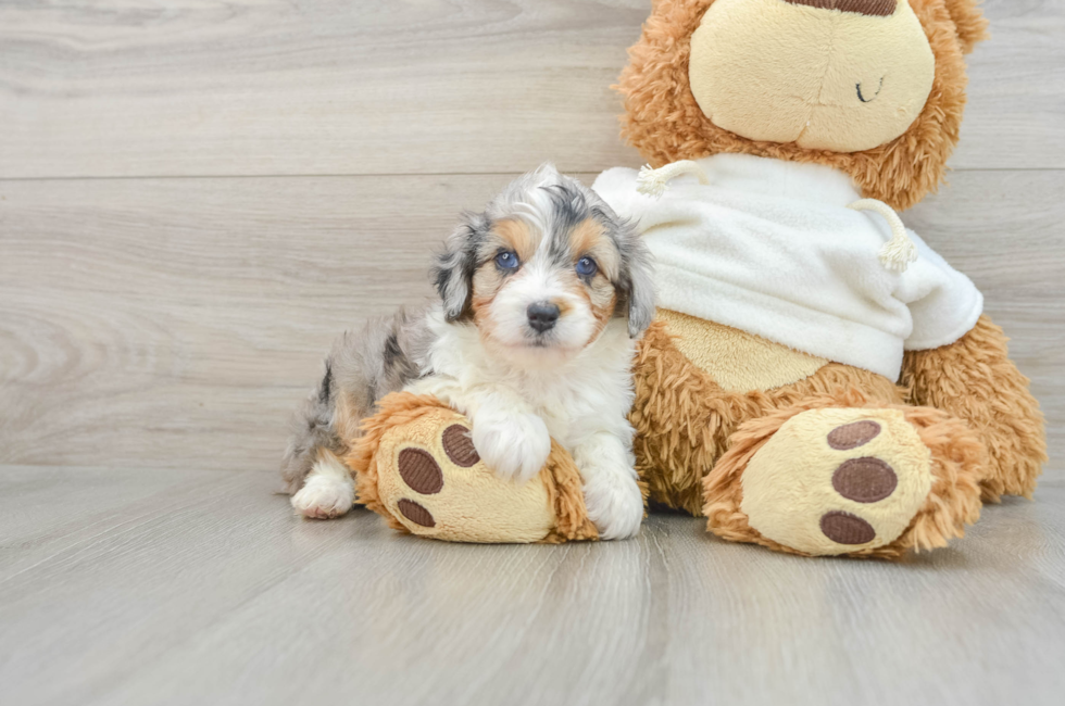 5 week old Mini Aussiedoodle Puppy For Sale - Florida Fur Babies