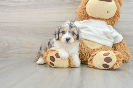 Mini Aussiedoodle Pup Being Cute