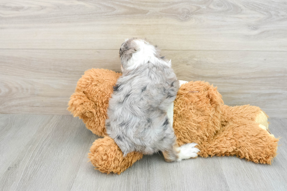 Small Mini Aussiedoodle Baby