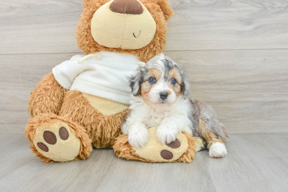 Mini Aussiedoodle Puppy for Adoption