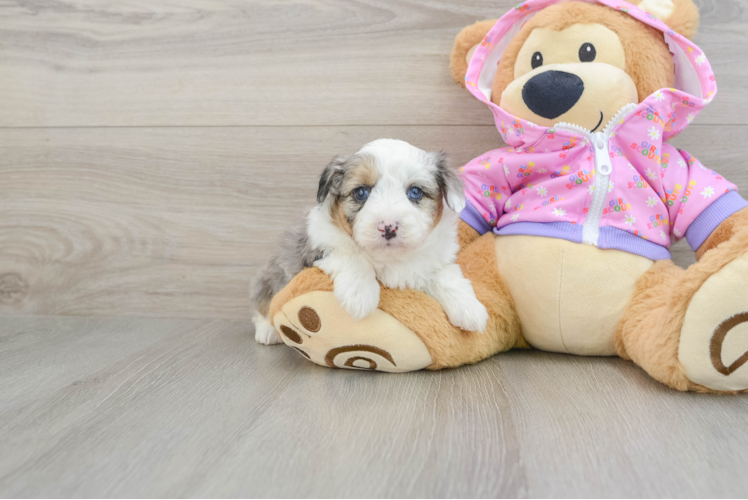 Cute Mini Aussiedoodle Baby