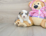 8 week old Mini Aussiedoodle Puppy For Sale - Florida Fur Babies