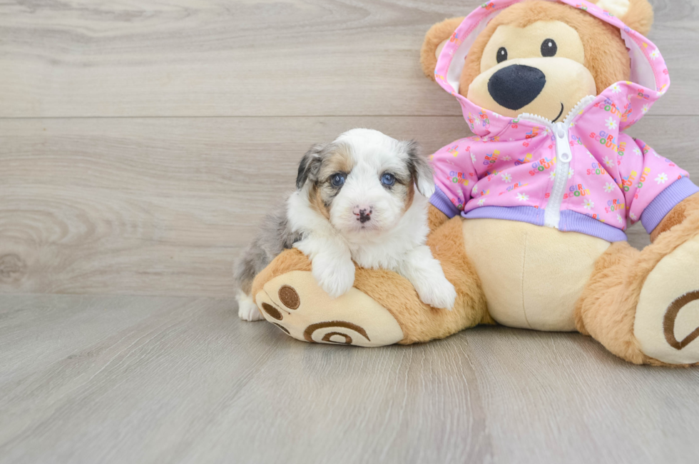 6 week old Mini Aussiedoodle Puppy For Sale - Florida Fur Babies