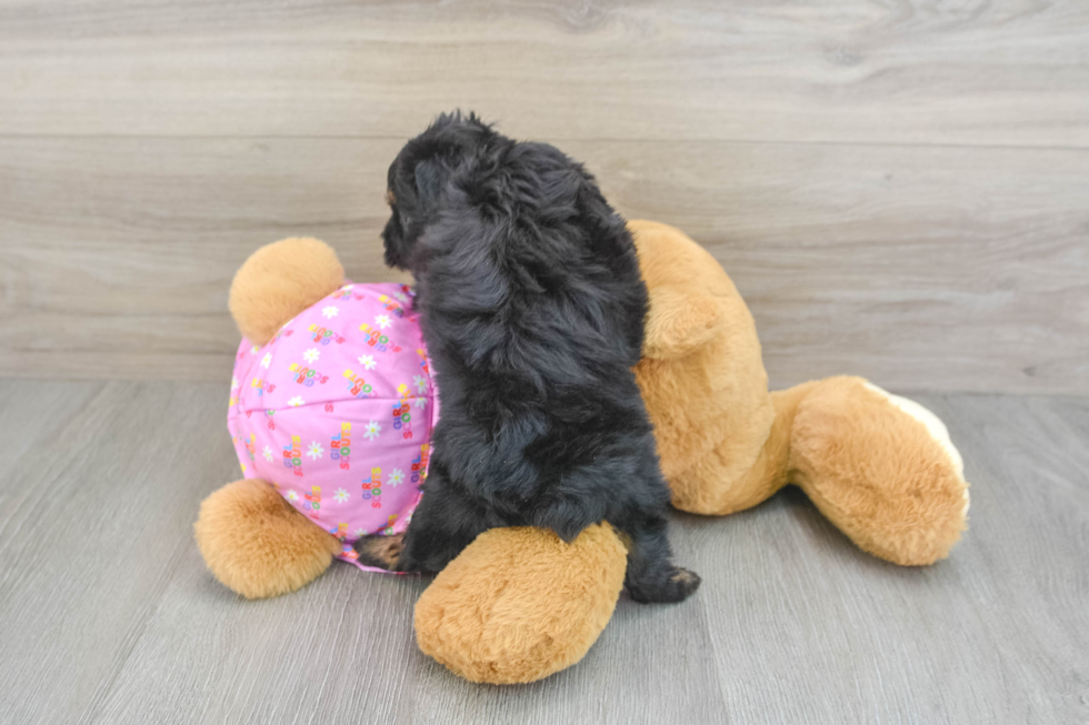 Mini Aussiedoodle Puppy for Adoption