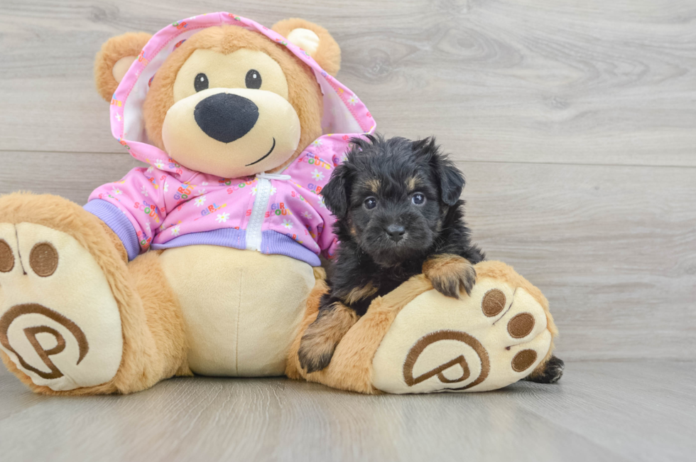 6 week old Mini Aussiedoodle Puppy For Sale - Florida Fur Babies