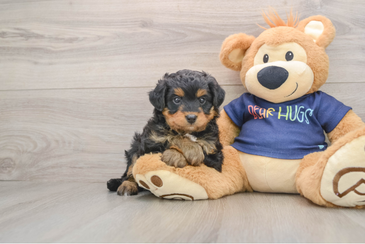 Friendly Mini Aussiedoodle Baby