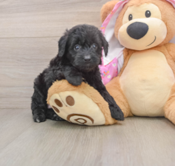 8 week old Mini Aussiedoodle Puppy For Sale - Florida Fur Babies
