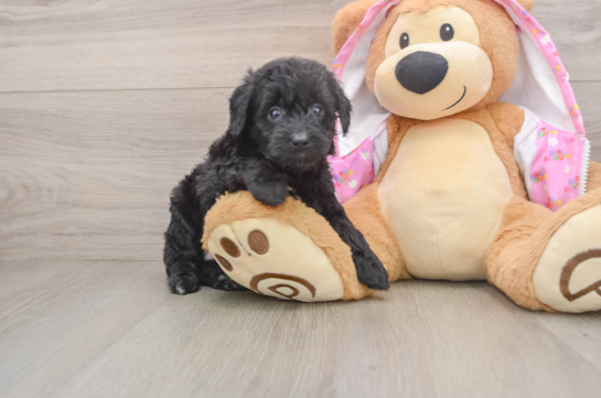Best Mini Aussiedoodle Baby