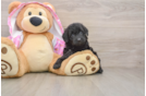 Friendly Mini Aussiedoodle Baby
