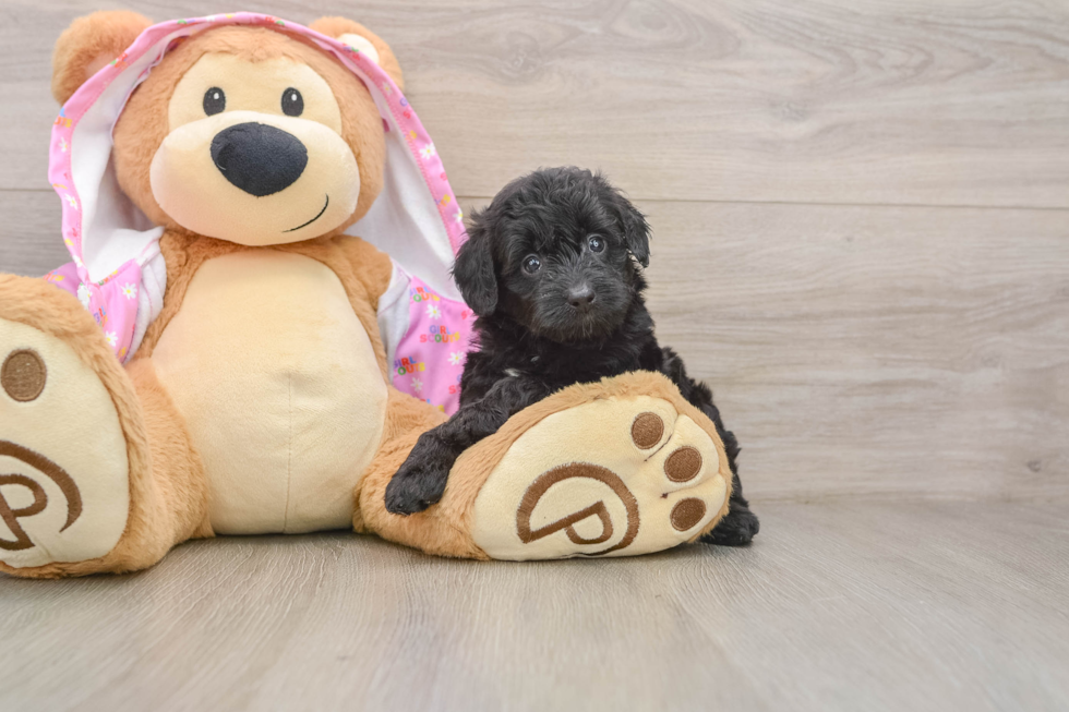 Friendly Mini Aussiedoodle Baby