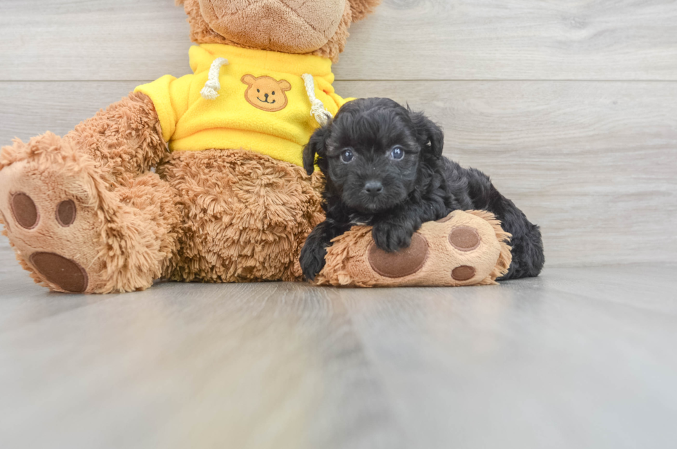 8 week old Mini Aussiedoodle Puppy For Sale - Florida Fur Babies