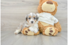 Mini Aussiedoodle Pup Being Cute