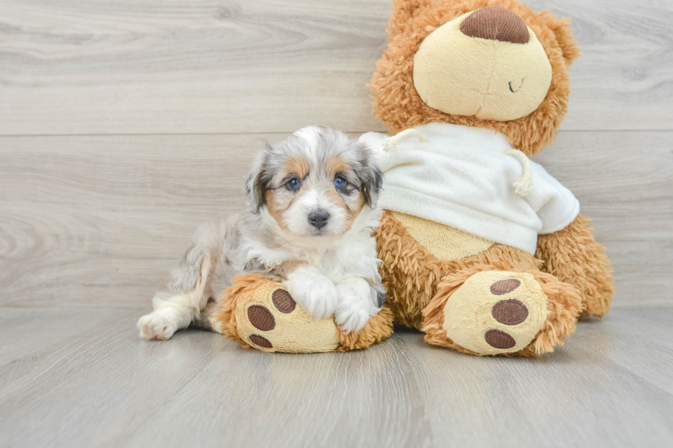 Mini Aussiedoodle Pup Being Cute