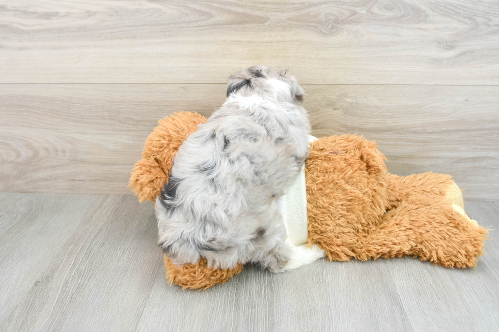 Smart Mini Aussiedoodle Poodle Mix Pup