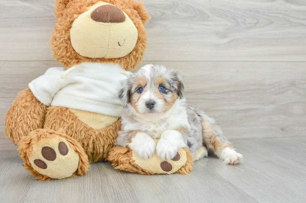 Energetic Aussie Poo Poodle Mix Puppy