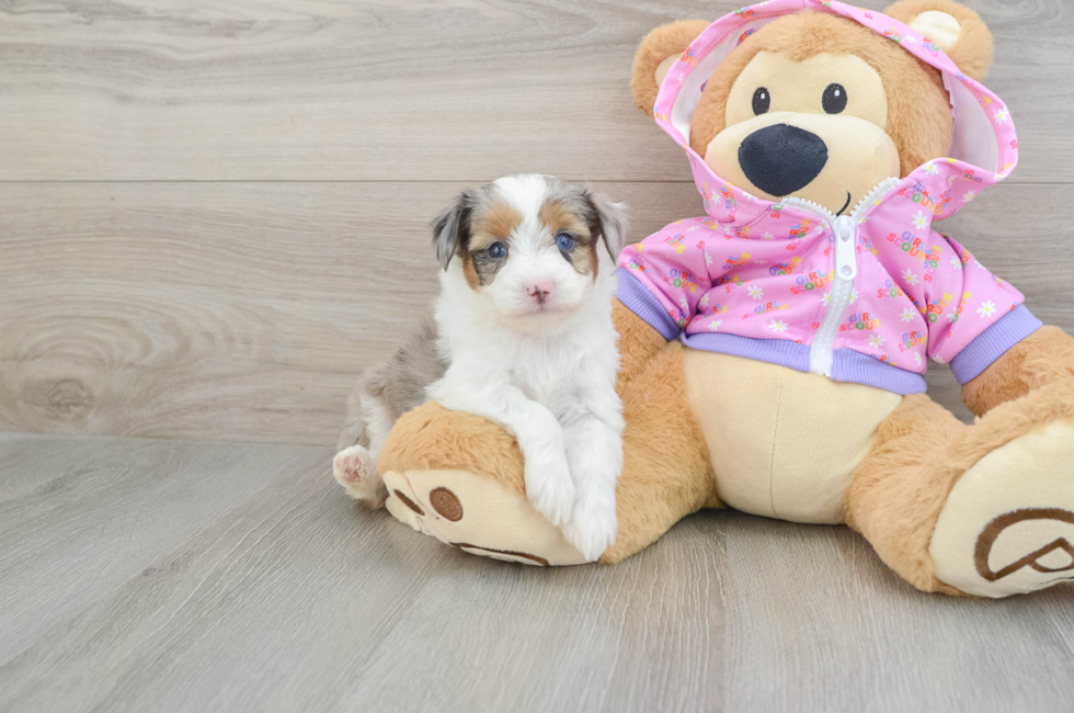 6 week old Mini Aussiedoodle Puppy For Sale - Florida Fur Babies