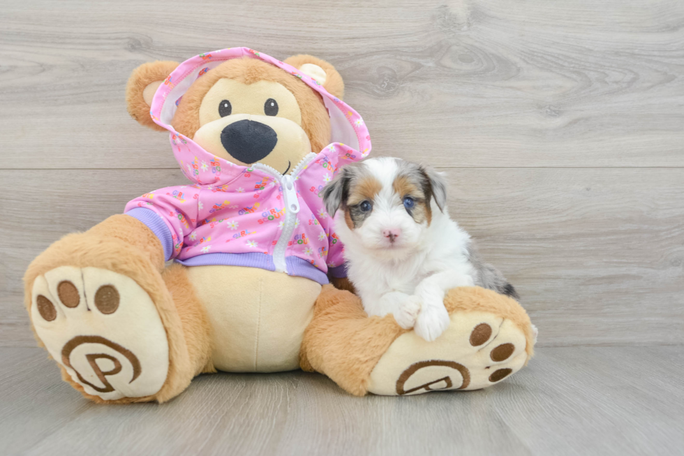 Happy Mini Aussiedoodle Baby