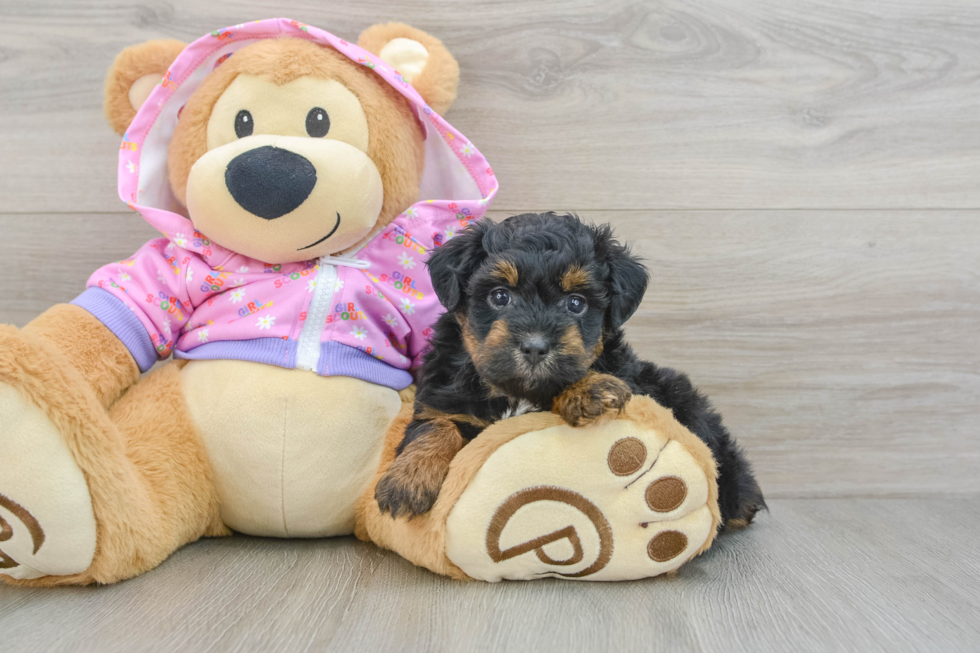 Adorable Mini Australian Shepherd X Poodle Mix Poodle Mix Puppy