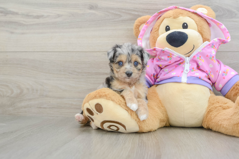 Meet Vogue - our Mini Aussiedoodle Puppy Photo 1/3 - Florida Fur Babies