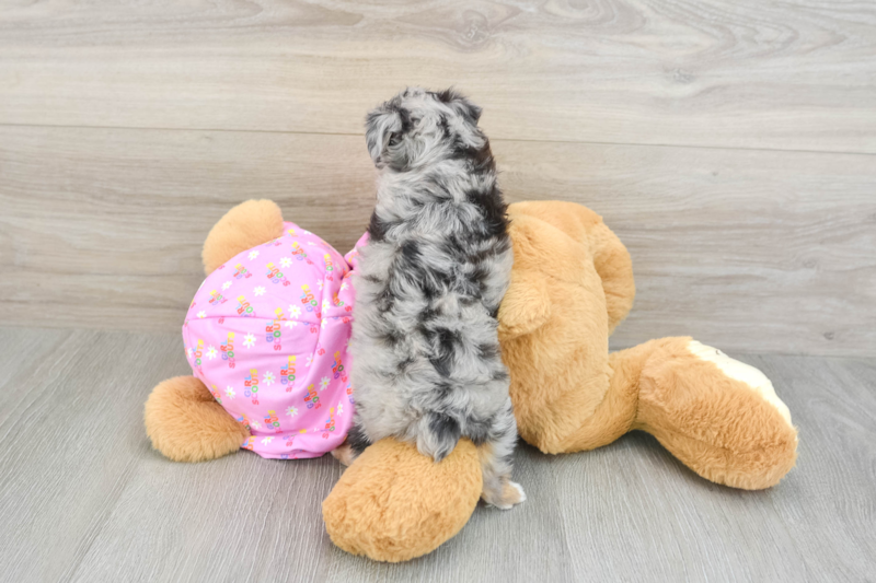 Meet Vogue - our Mini Aussiedoodle Puppy Photo 2/3 - Florida Fur Babies