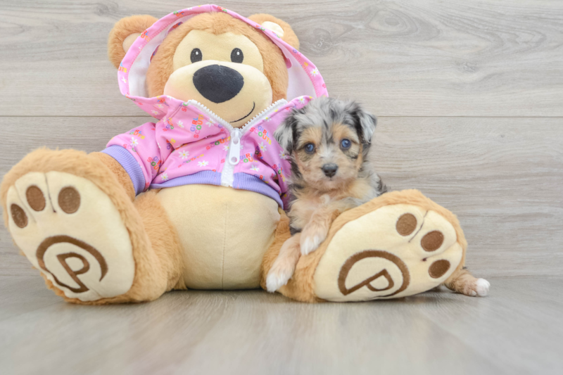 Meet Vogue - our Mini Aussiedoodle Puppy Photo 3/3 - Florida Fur Babies