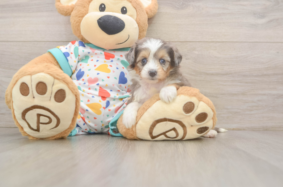5 week old Mini Aussiedoodle Puppy For Sale - Florida Fur Babies