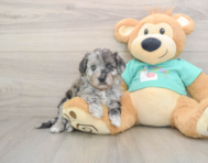 5 week old Mini Aussiedoodle Puppy For Sale - Florida Fur Babies