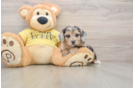 Smart Mini Aussiedoodle Poodle Mix Pup
